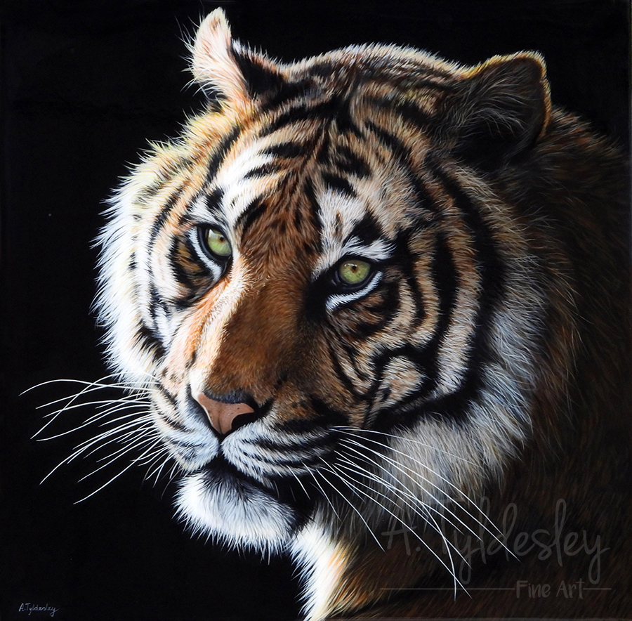 The Ultimate Colour Guide for Painting Tigers   Studio Wildlife