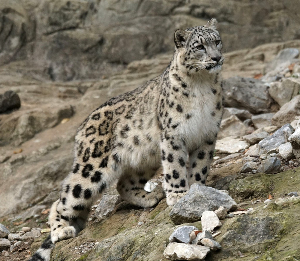 Pixel_Mixer snow leopard.jpg