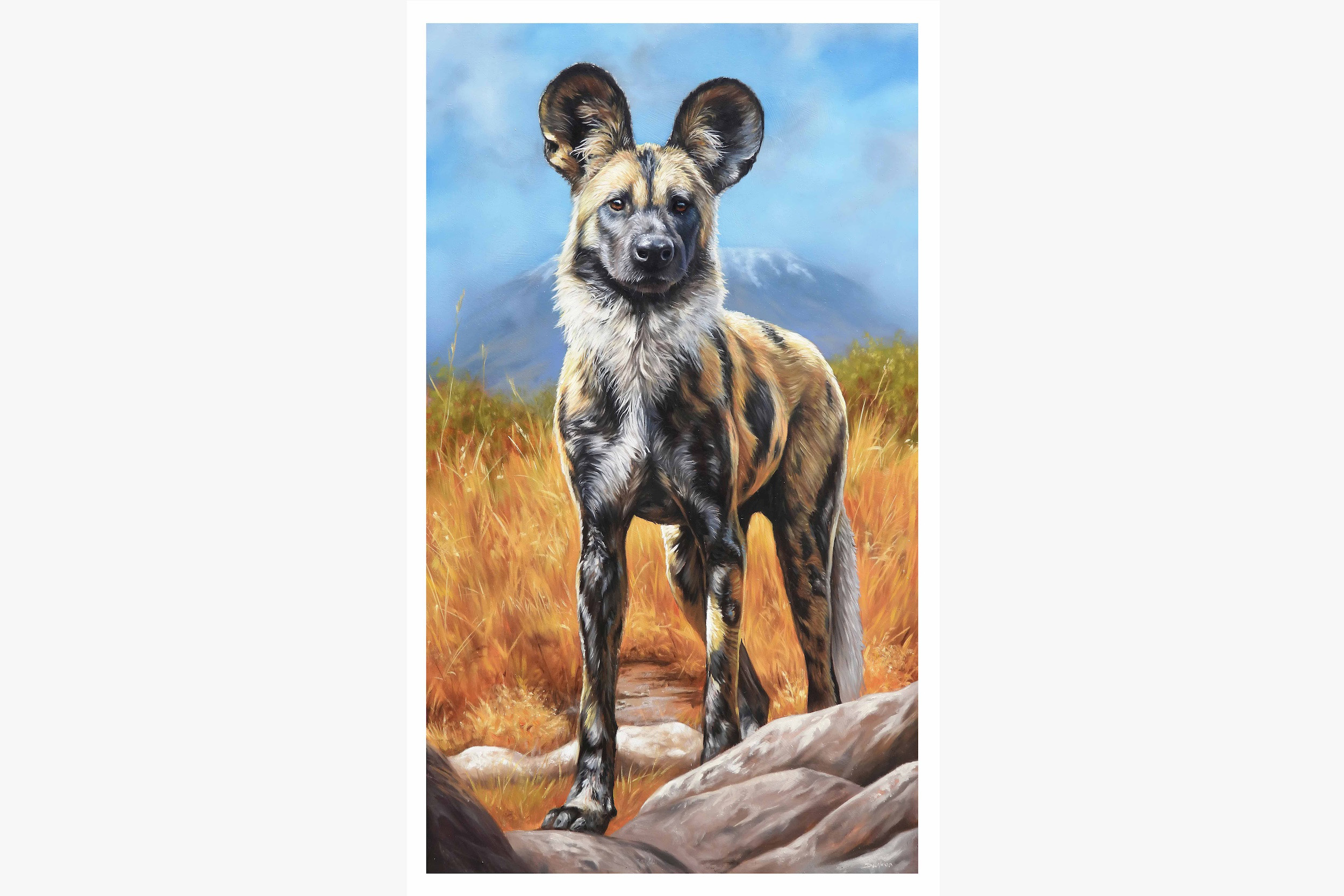 Limited Edition Giclee Print of 'All ears' /25 - Studio Wildlife