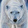 Limited Edition Giclee Print of 'Arctic Majesty' /25