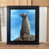 'Happy Meerkat' Original Oil Painting