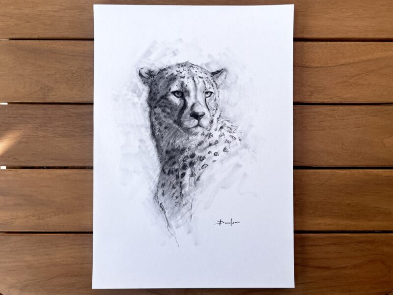 IMG_7422 'Cheetah Study 2' Original Charcoal Painting