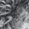 IMG_7566 'The Grey' Original Charcoal Painting